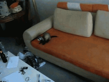 a cat is laying on a couch in a messy living room