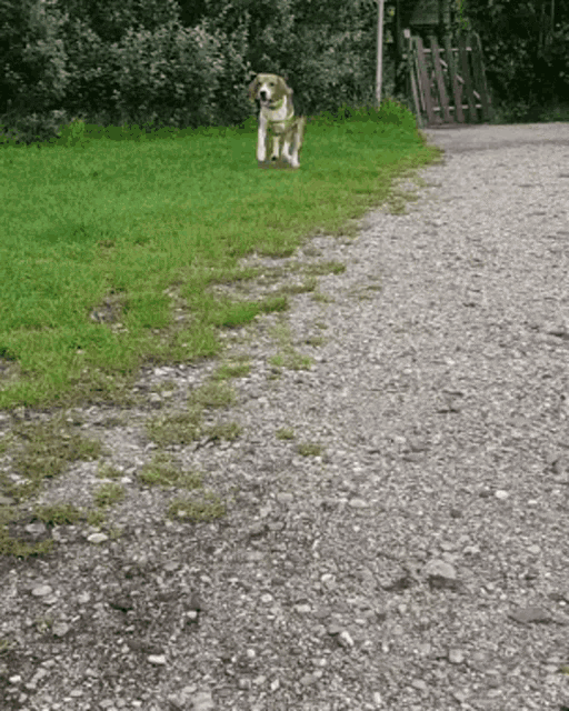 a dog standing on a gravel road in a grassy field