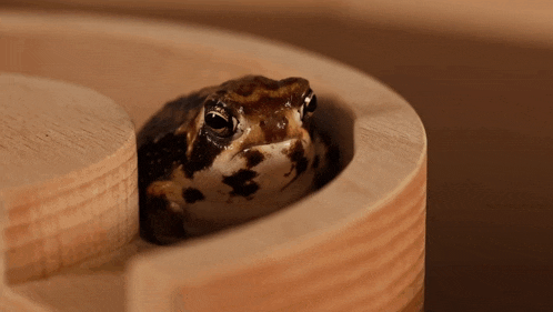 a brown and white frog is sitting in a wooden container