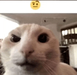 a close up of a cat 's face with a yellow smiley face behind it