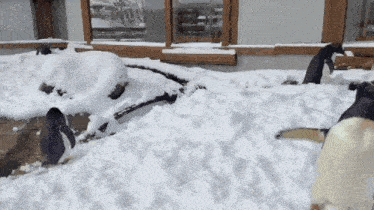 a group of penguins are standing in a pile of snow