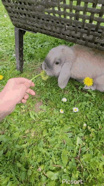 a person is feeding a rabbit a dandelion with picsart written on the bottom