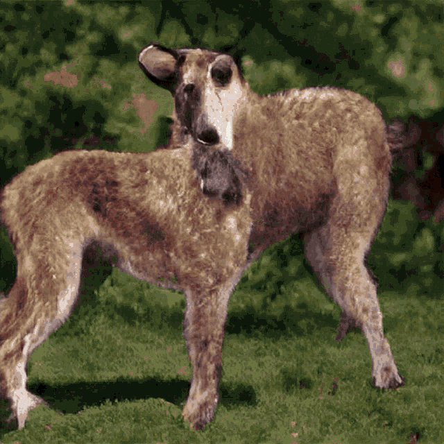 a dog that looks like a goat is standing in the grass