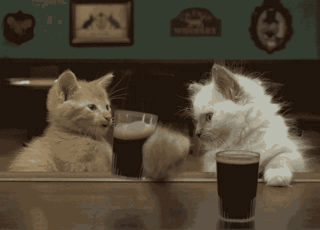 Cats Bar GIF - Cats Bar Drink GIFs