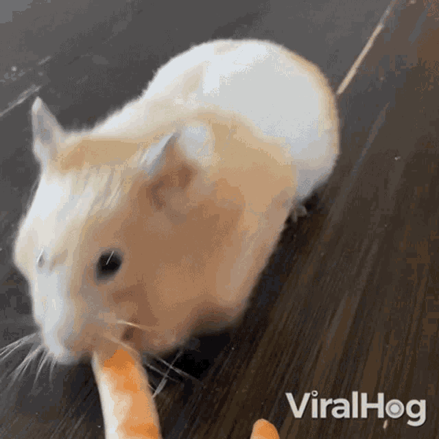A Hamster Eating Carrot Viralhog GIF - A Hamster Eating Carrot Viralhog Munching GIFs