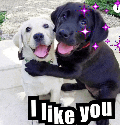 a black and white dog hugging each other with the words " i like you " above them