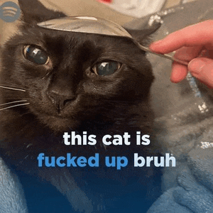 a black cat with a spoon on its head and the words `` this cat is fucked up bruh '' below it .