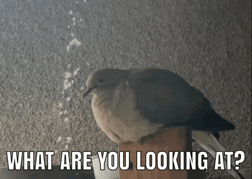 a pigeon sitting on a wooden post with the words " what are you looking at " above it