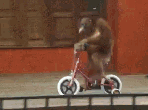 Funny Animals Simio GIF - Funny Animals Simio Bicicleta GIFs