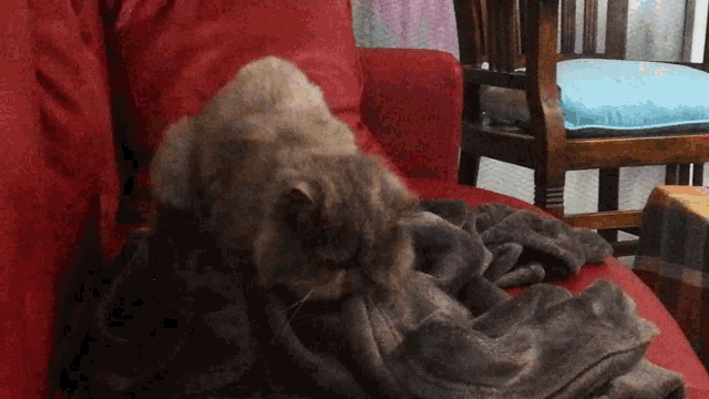 Yoda Cat Kneading GIF - Yoda Cat Kneading Looping GIFs