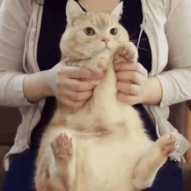 a woman is holding a cat in her lap and it is looking at the camera