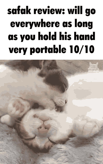 a picture of two cats with the caption safak review will go everywhere as long as you hold his hand very portable
