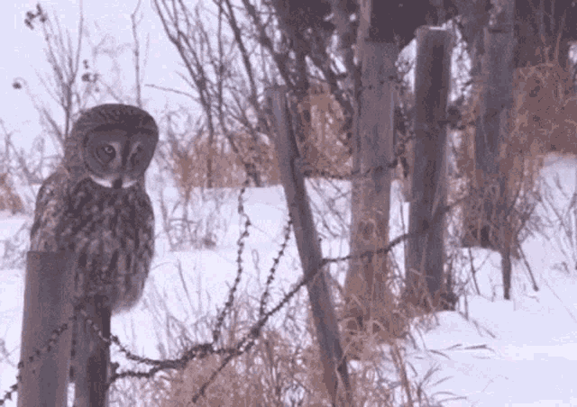 Owl Flop Owl GIF - Owl Flop Owl Embarassed GIFs