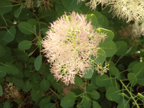 a close up of a pink flower with green leaves in the background