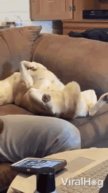 a dog is laying on its back on a couch next to a laptop and a phone .