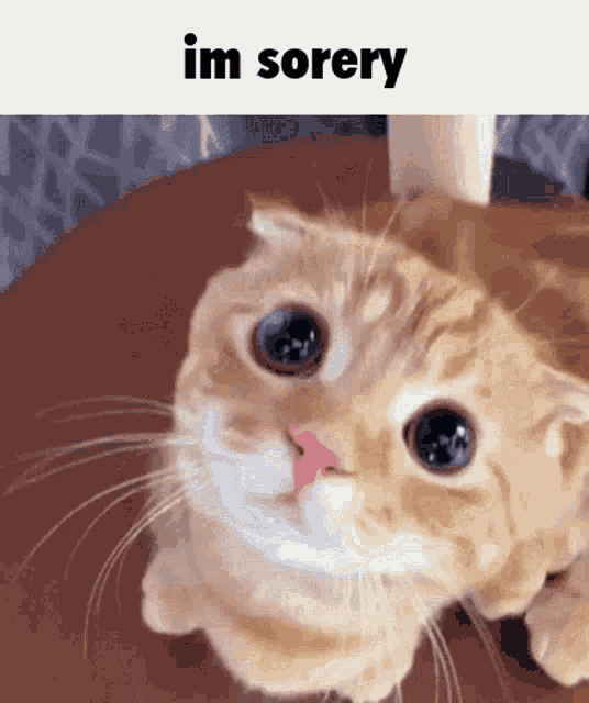 Sorery Cat Sorry GIF - Sorery Cat Sorry Cat Sad GIFs