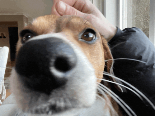 a close up of a dog 's nose with a person 's hand petting it