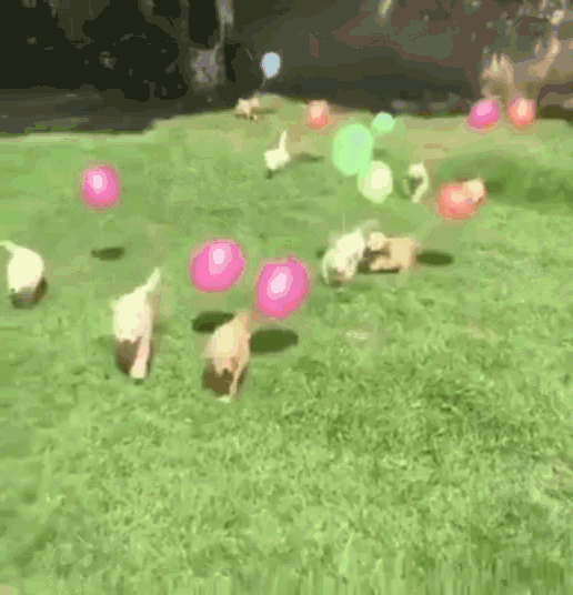 a bunch of puppies are playing with balloons in the grass