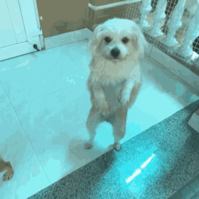 a small white dog standing on its hind legs in a room