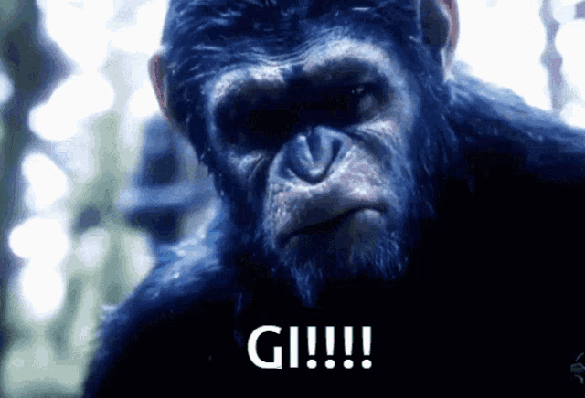Gi Monke GIF - Gi Monke Gogi GIFs