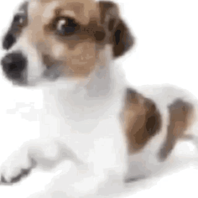 a brown and white jack russell terrier puppy is laying down on a white surface .