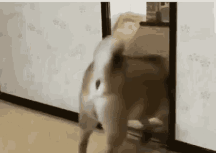 a dog is walking through a doorway in a room .
