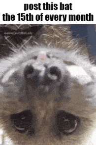 a close up of a cat 's face with the words post this bat the 15th of every month