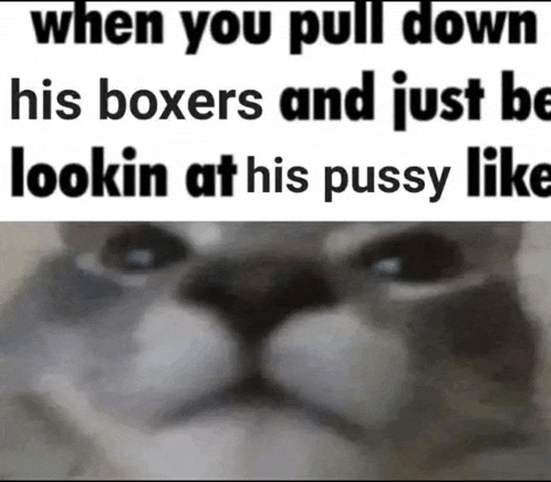a close up of a cat 's face with the words when you pull down his boxers and just be lookin at his pussy like .
