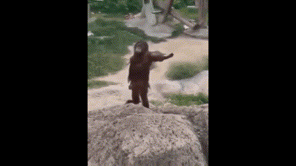 a bear is standing on its hind legs on a rocky hillside .