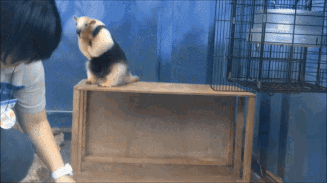 a small animal sitting on a wooden box with a cage in the background