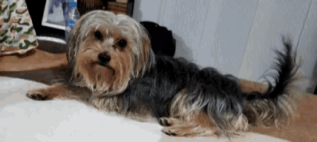 a small dog laying on a bed with a bottle of water in the background