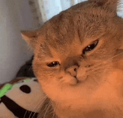 a close up of a cat making a funny face while looking at the camera .
