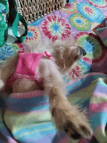 a small dog wearing a pink harness is laying on a blanket