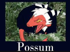 Possum GIF - Possum GIFs