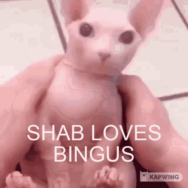Shab Bingus GIF - Shab Bingus Shab Loves GIFs