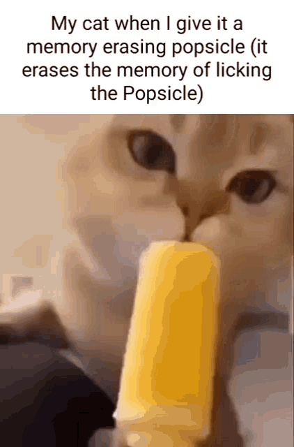Memory Erasing Cat GIF - Memory Erasing Cat Lemon Popsicle GIFs