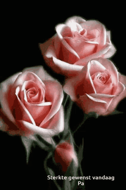 three pink roses on a black background with the words sterkte gewenst vandaag