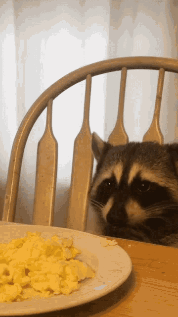 Raccoon Scrambled GIF