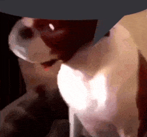 a close up of a dog 's face with a hat on it .