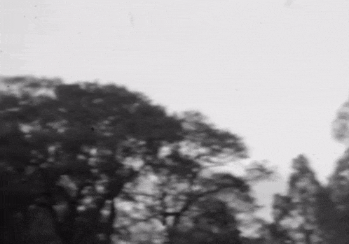 a black and white photo of a forest with trees in the foreground and a white background .