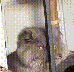 a close up of a cat with yellow eyes