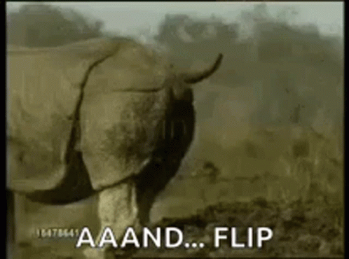 Ewwww Lol GIF - Ewwww Lol Rhino GIFs
