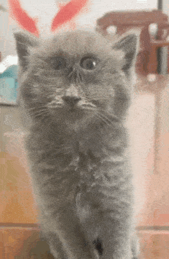 a close up of a gray kitten standing on its hind legs on a wooden floor .
