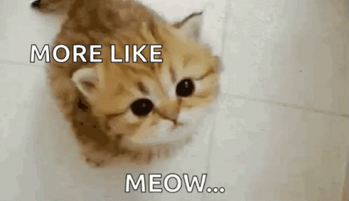 Kittens Meow GIF - Kittens Meow Kitty GIFs