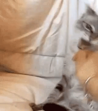 Angry Cat GIF - Angry Cat Kitty GIFs