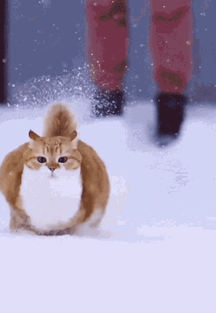 Cat Snow GIF - Cat Snow Running GIFs