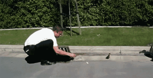 Missionary Saving Ducklings - Missionary GIF - Missionary Ducklings Mormon GIFs