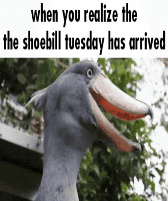 a picture of a bird with its beak open and the words when you realize the shoebill tuesday has arrived