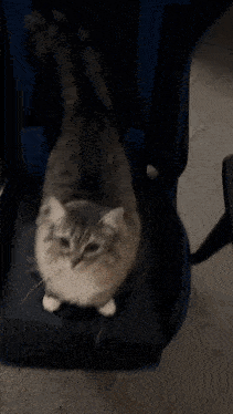a person petting a cat with their hands on its head
