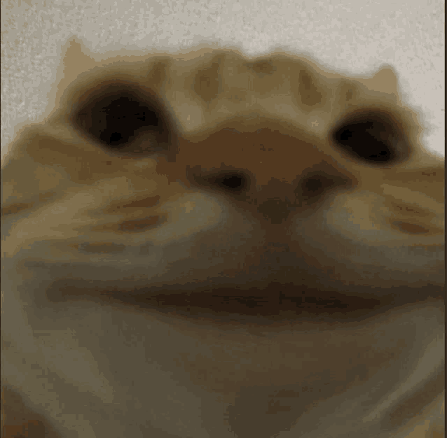 a close up of a cat 's face with its mouth open